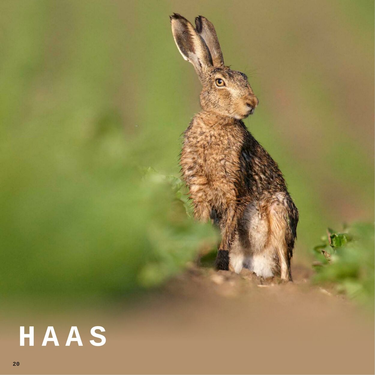 Folder Hanos 05.10.2025 - 12.09.2026
