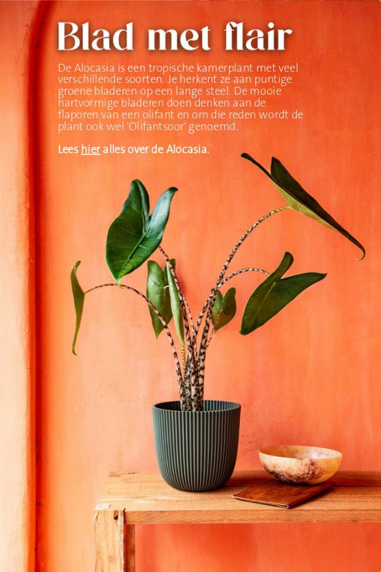Folder Intratuin 10.05.2026 - 18.05.2026