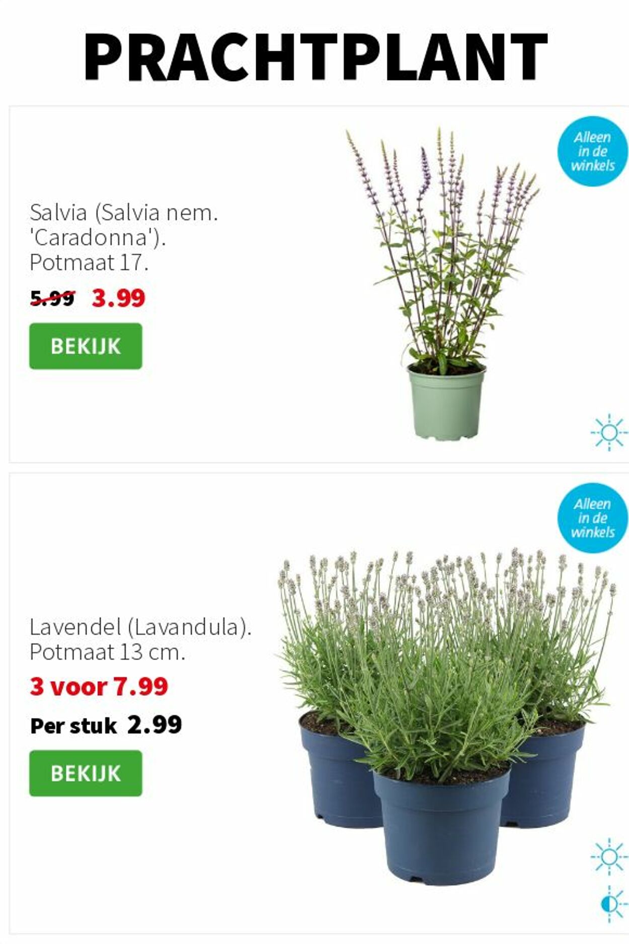 Folder Intratuin 23.06.2025 - 29.06.2025