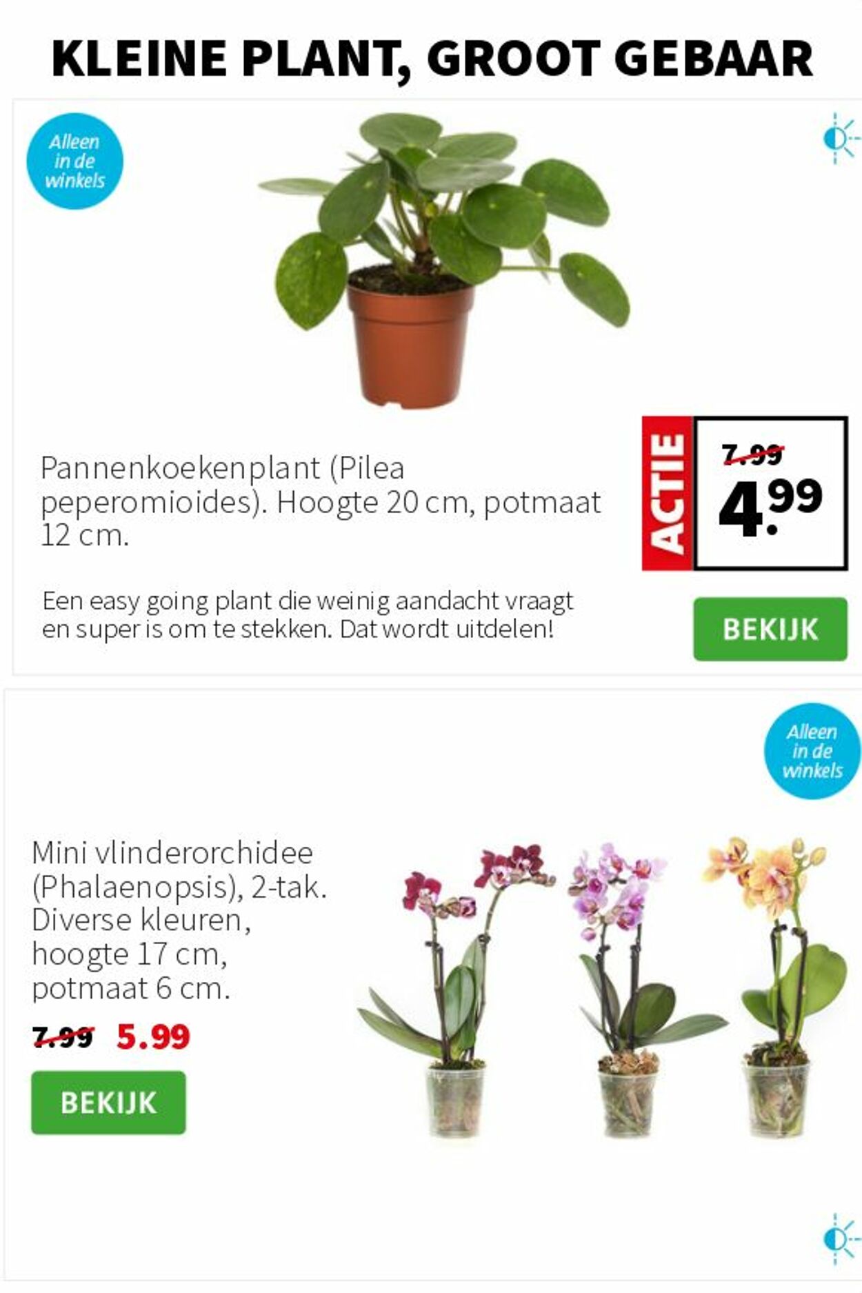 Folder Intratuin 30.06.2025 - 06.07.2025