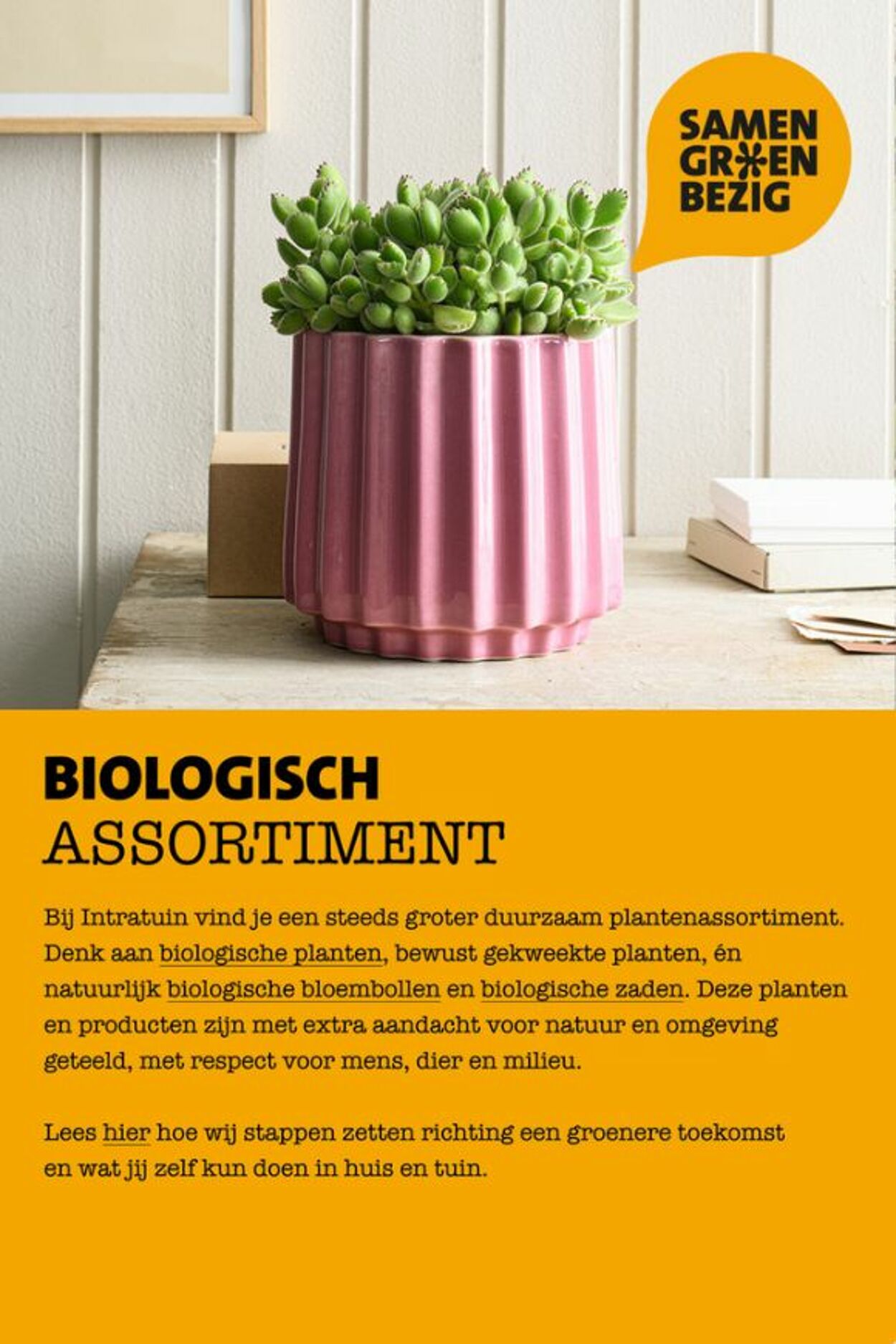 Folder Intratuin 12.07.2026 - 20.07.2026