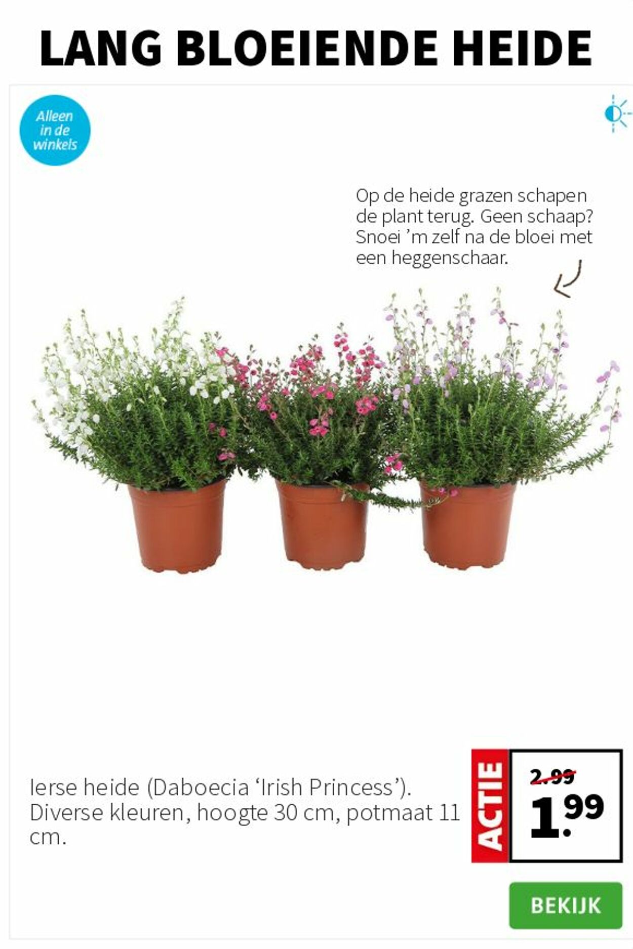 Folder Intratuin 11.08.2025 - 17.08.2025