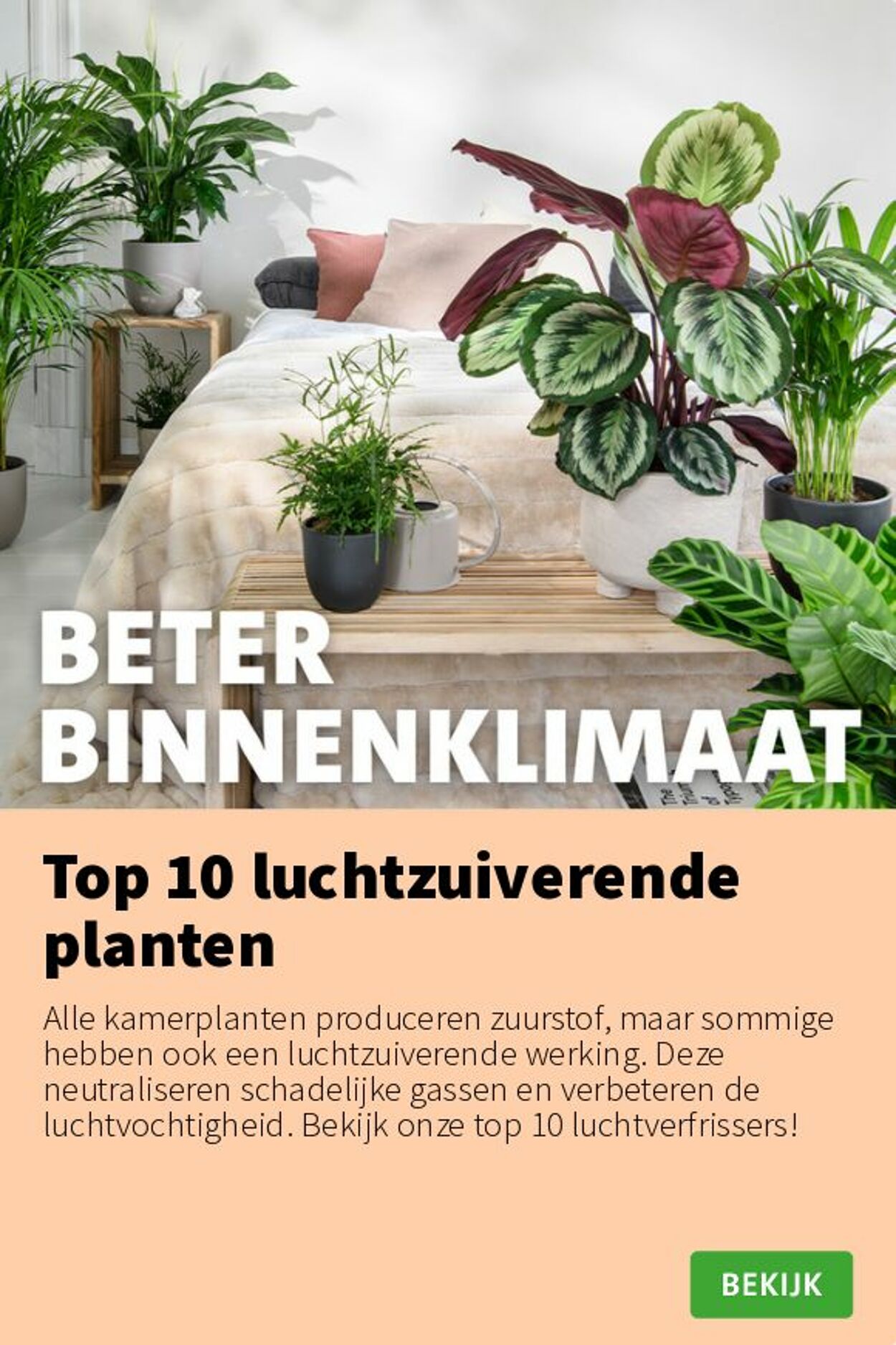 Folder Intratuin 25.08.2025 - 31.08.2025