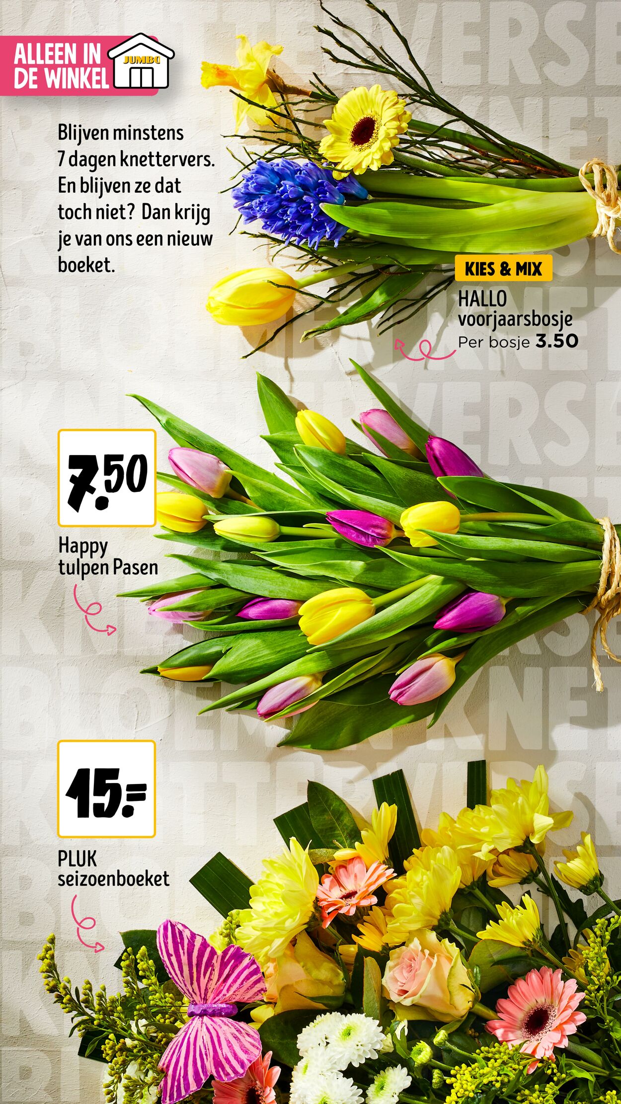 Folder Jumbo 21.03.2026 - 29.03.2026