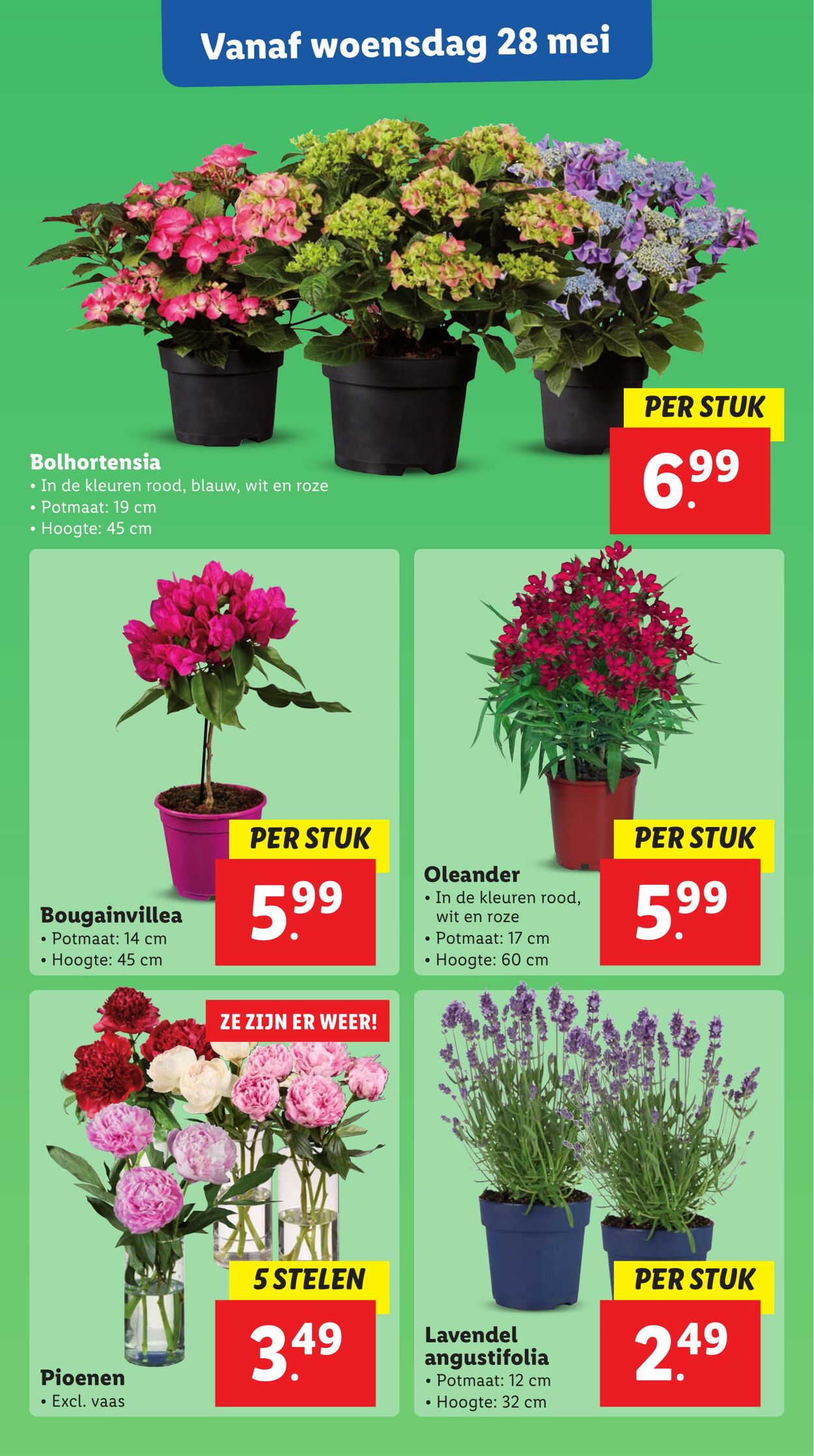 Folder Lidl 26.05.2025 - 01.06.2025