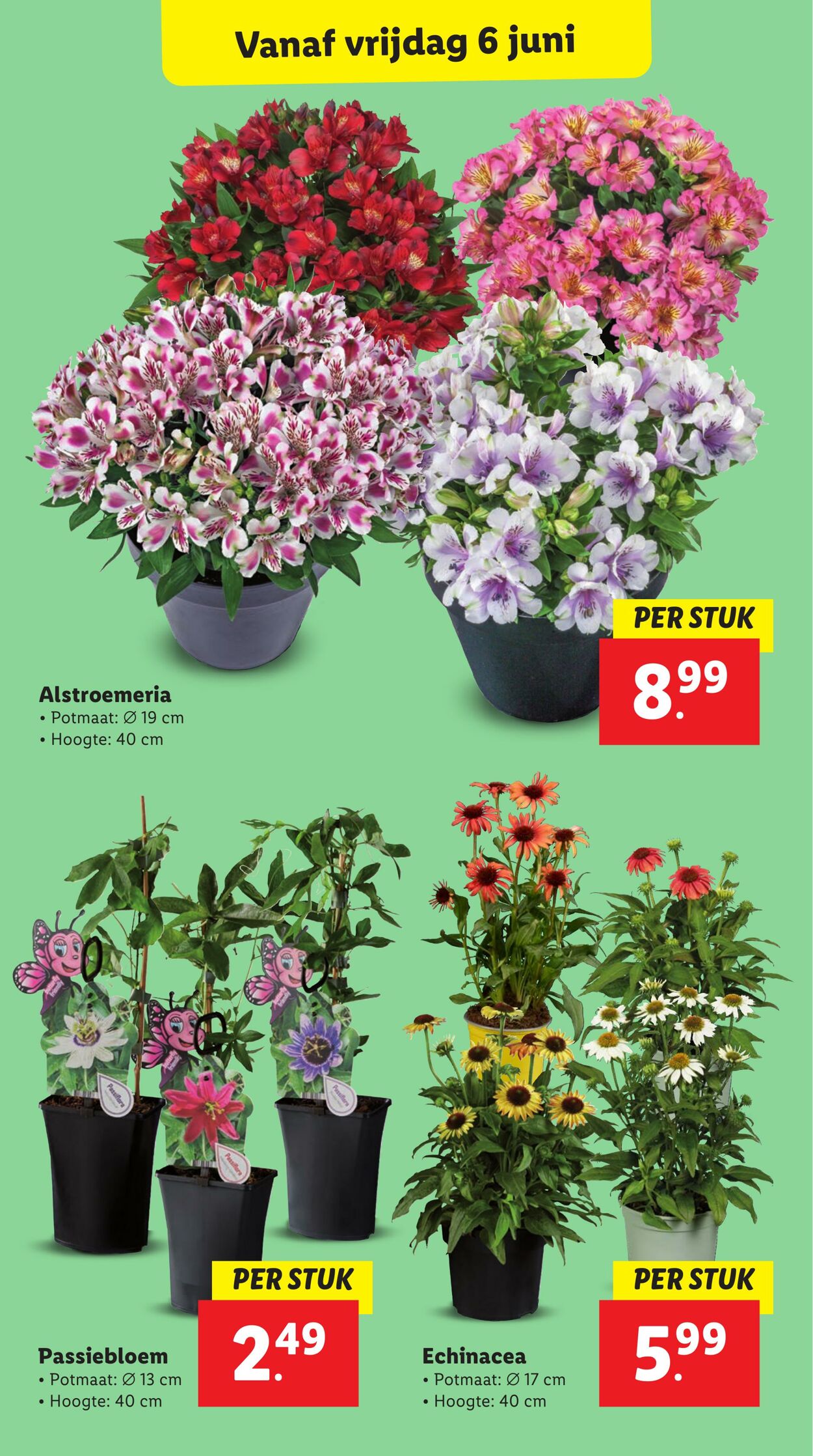 Folder Lidl 02.06.2025 - 08.06.2025