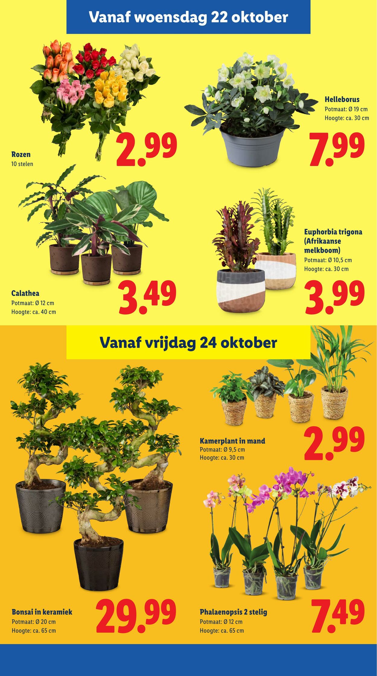 Folder Lidl 20.10.2025 - 26.10.2025