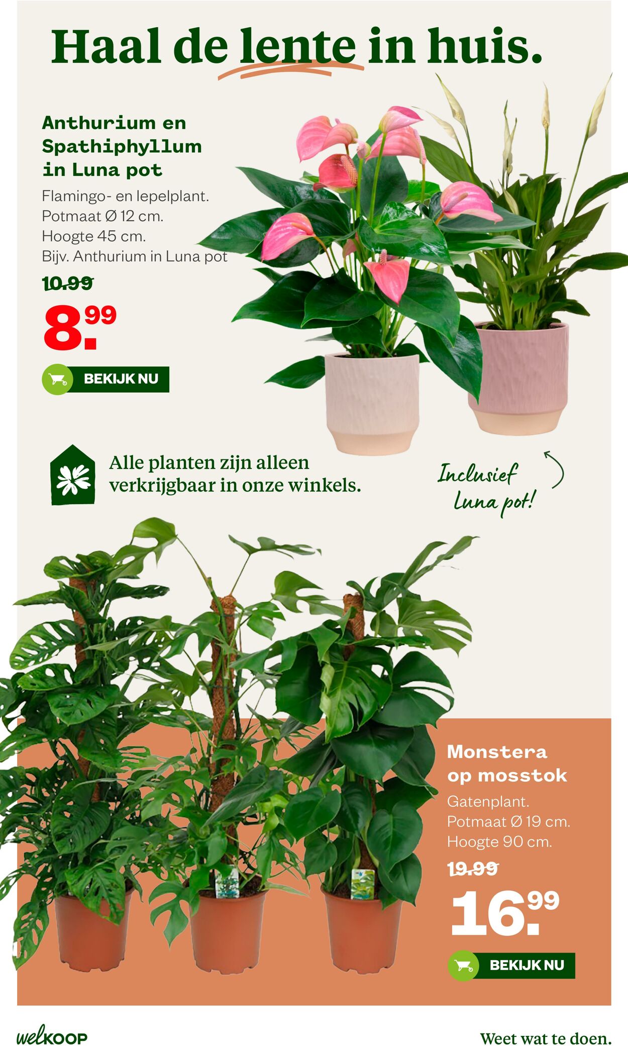 Folder Welkoop 17.03.2026 - 25.03.2026